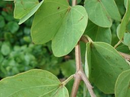 Bauhinia galpinii leaves